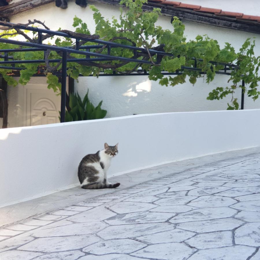 Villa Elpiniki Troulos Exteriör bild